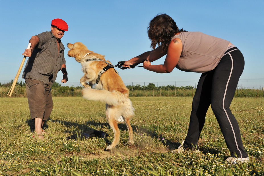 Antelope Valley dog bite lawyer