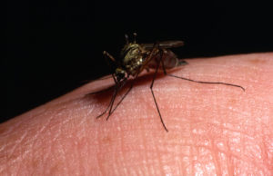 Mosquito -- Zika Virus Lawsuits